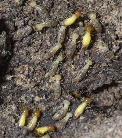 How to Remove Termites from Mulch