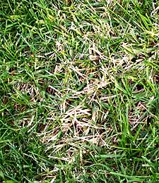 How to Replace Zoysia With Fescue