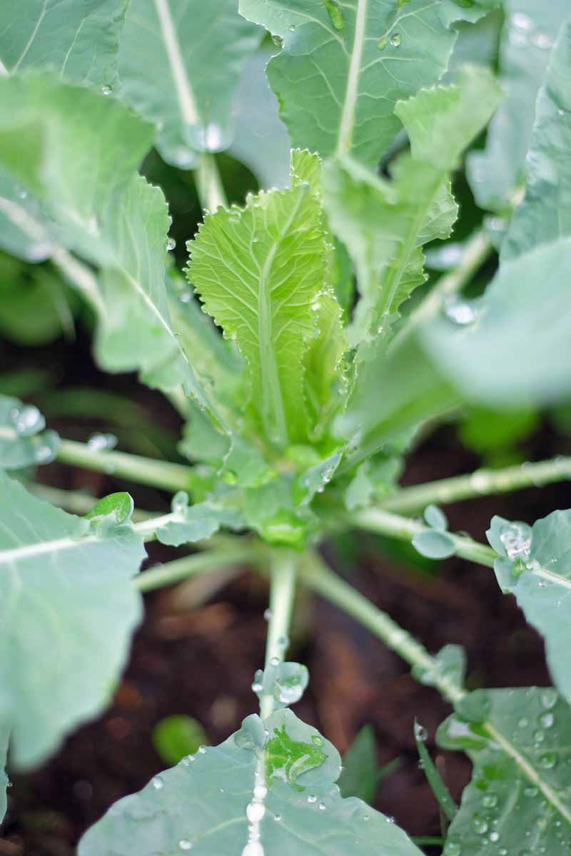 How to Replant a Cauliflower from Stem