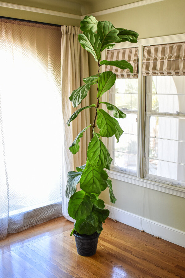How to Replant a Fiddle Leaf Fig