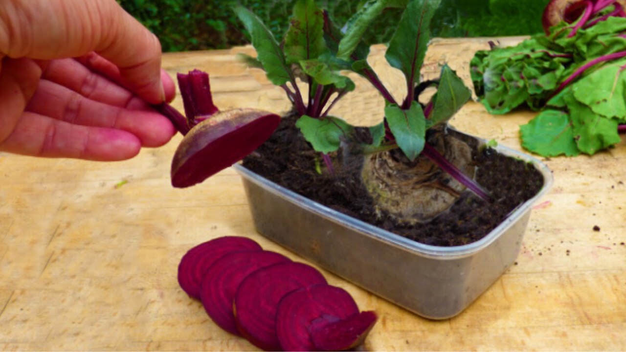 How to Replant Beets from Scraps