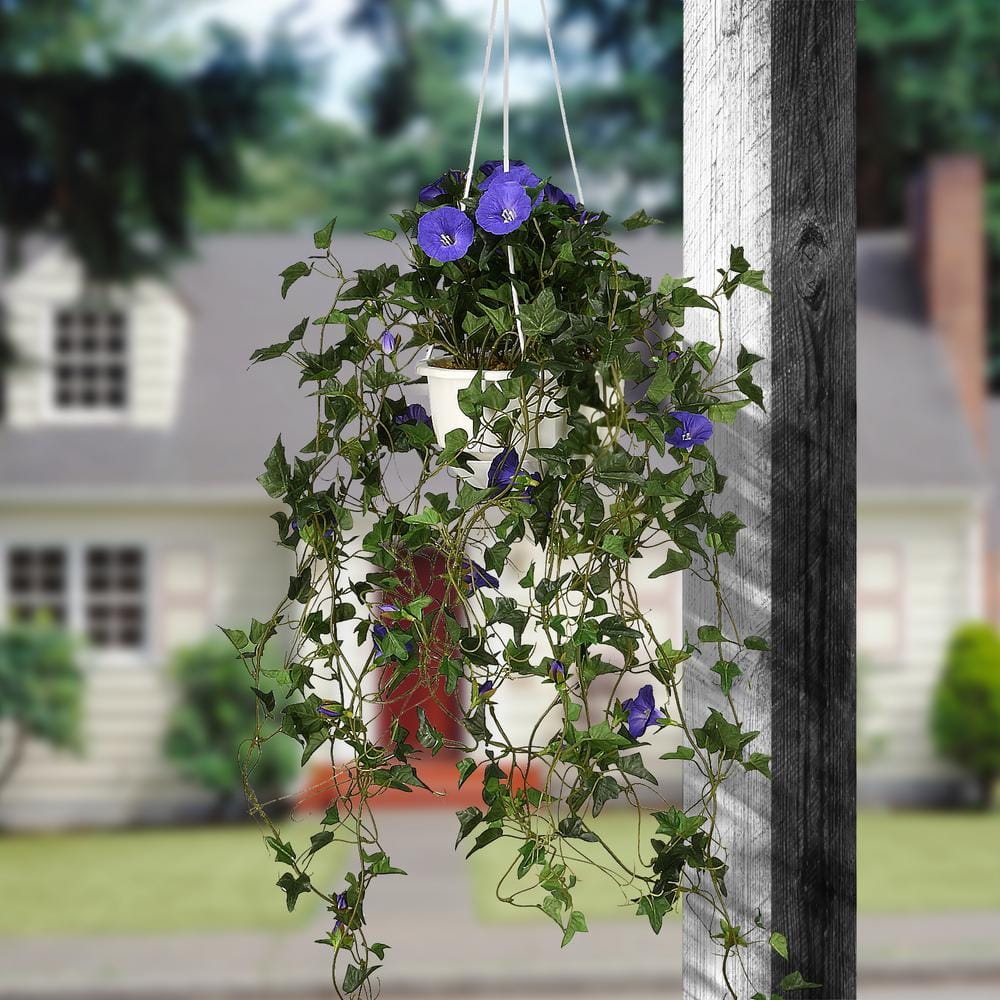 How to Replant Morning Glory in a Hanging Basket