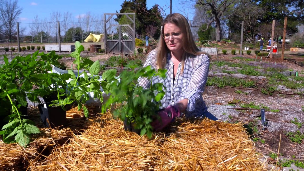 How to Replant Tomatoes in Straw Bales