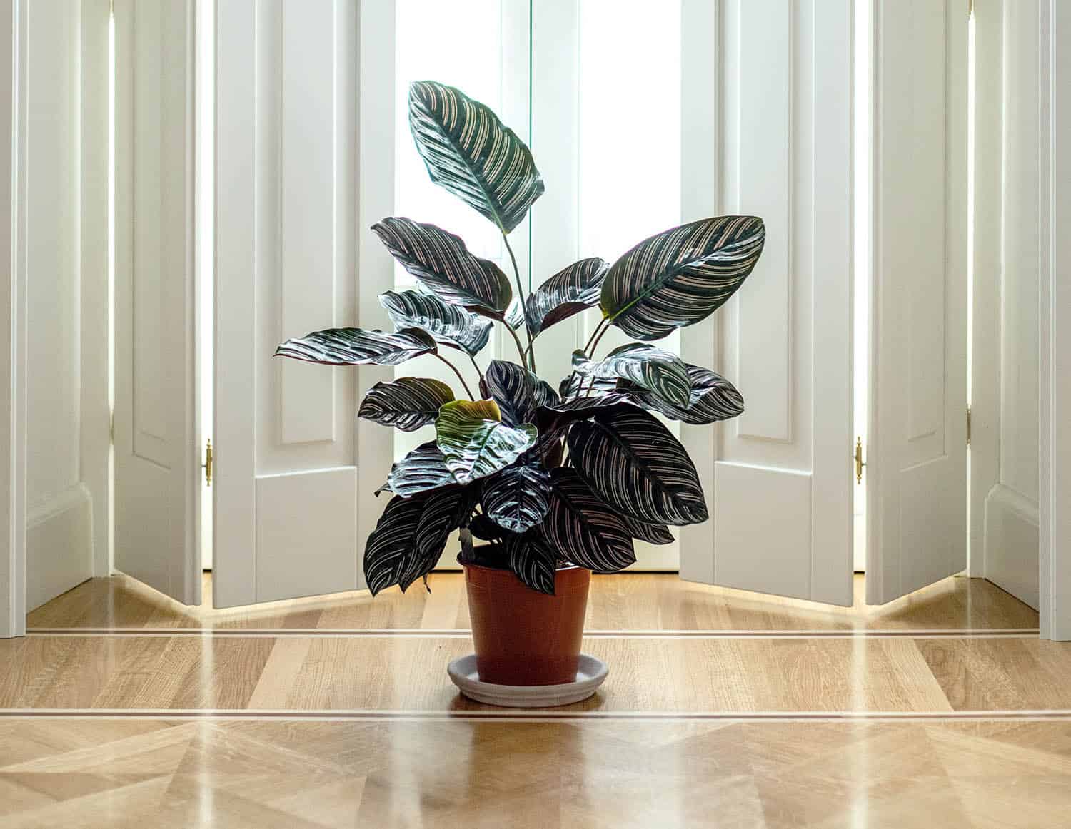 How to Repot a Calathea