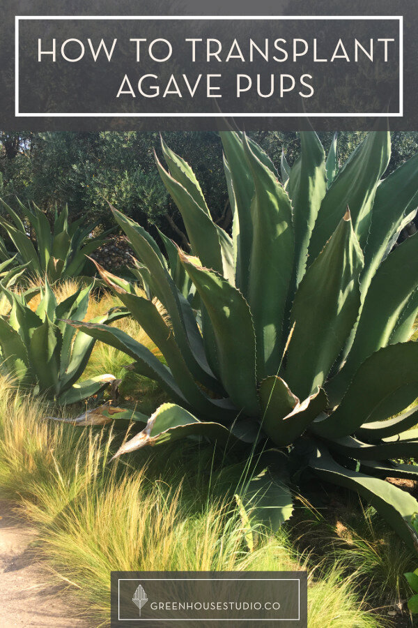 How to Repot Agave