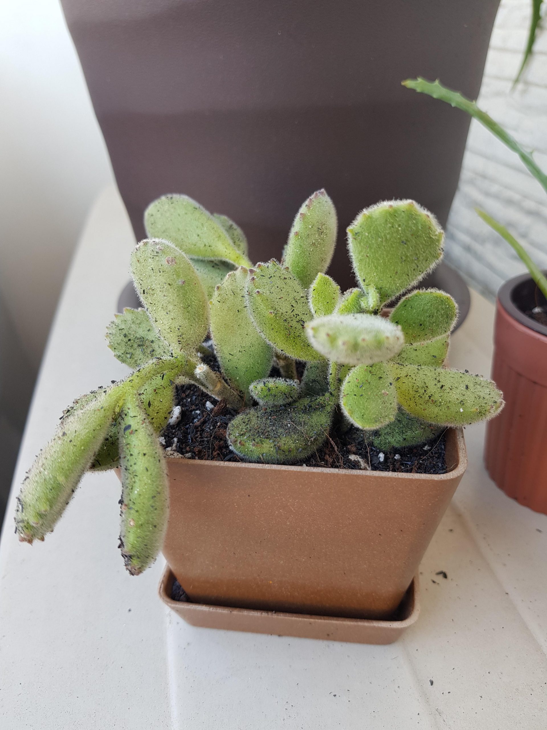 How to Repot Bear Paw
