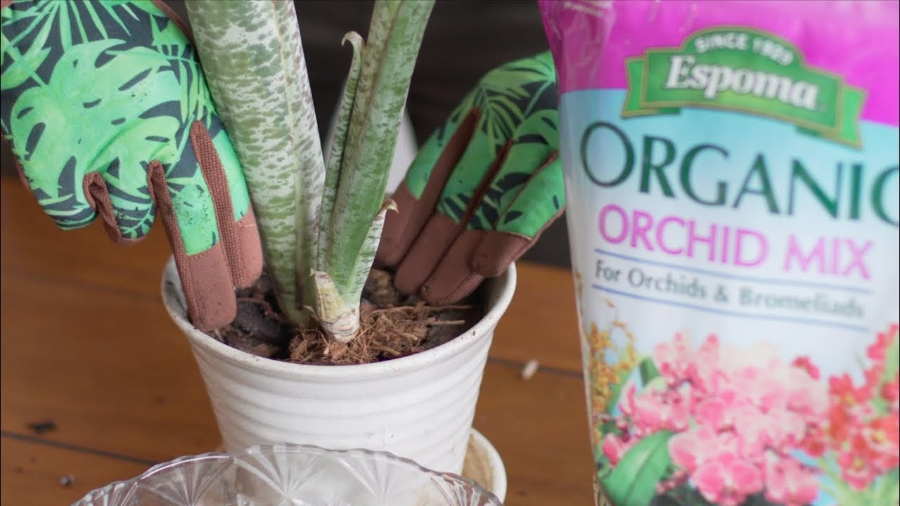 How to Repot Bromeliads