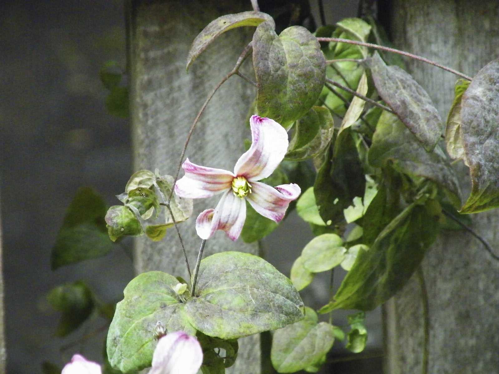 How to Repot Clematis