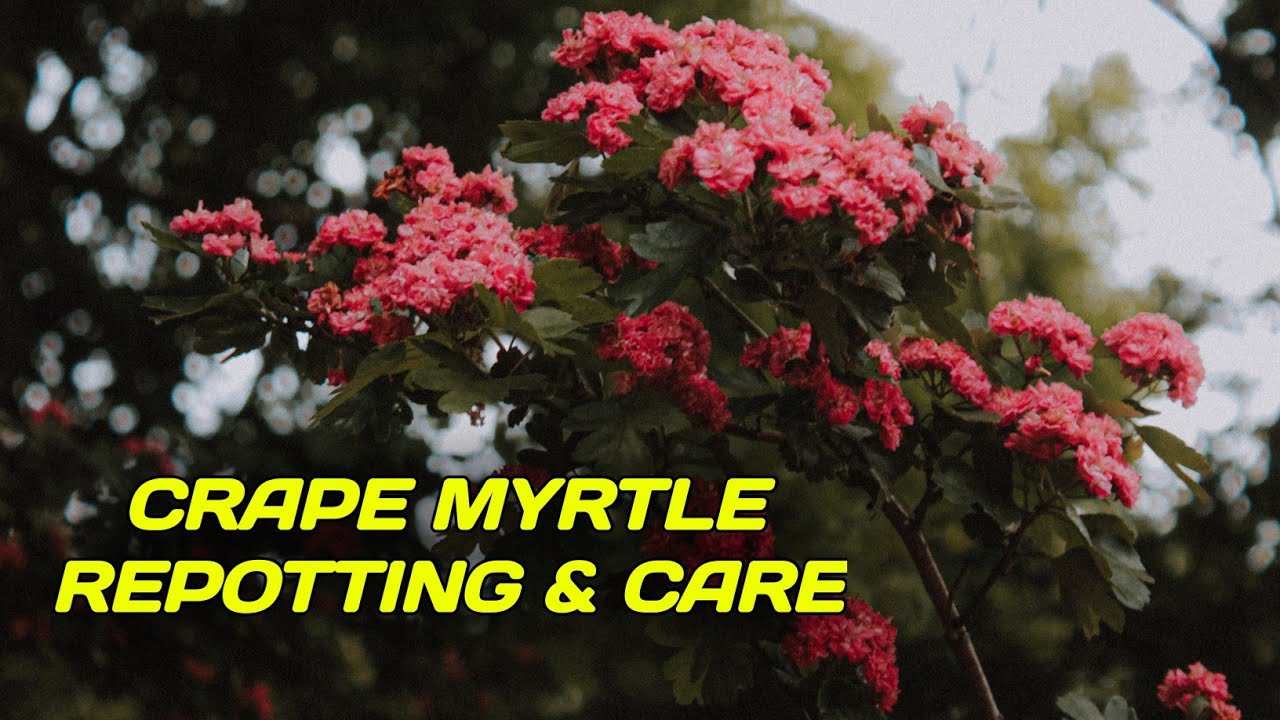 How to Repot Crape Myrtle Tree