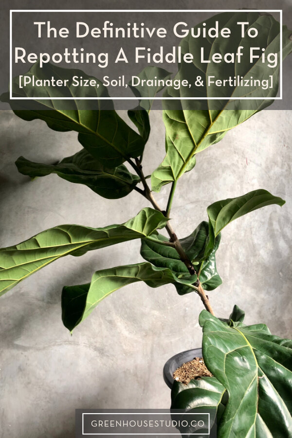 How to Repot Fig Tree