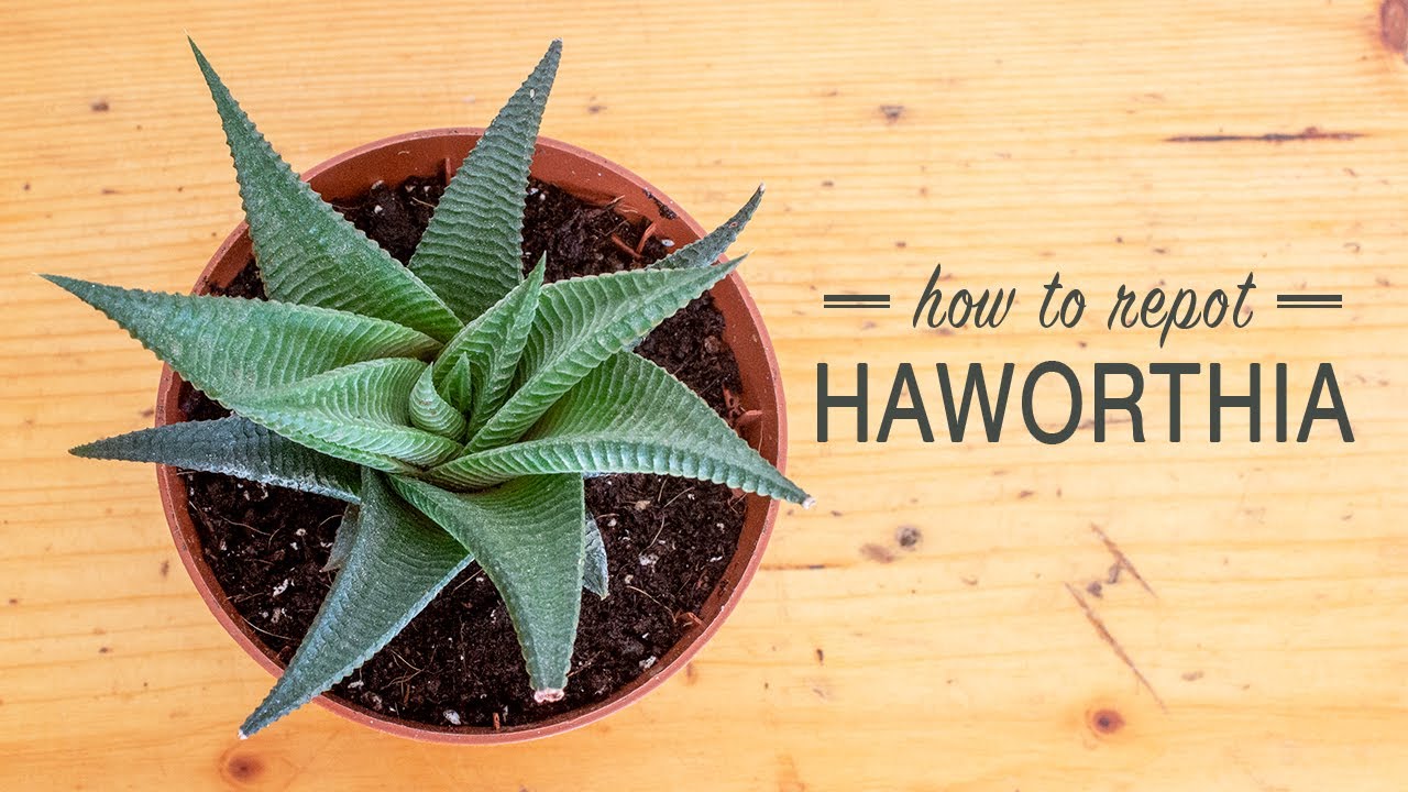 How to Repot Haworthia