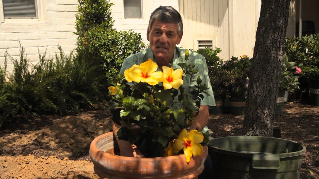 How to Repot Hibiscus