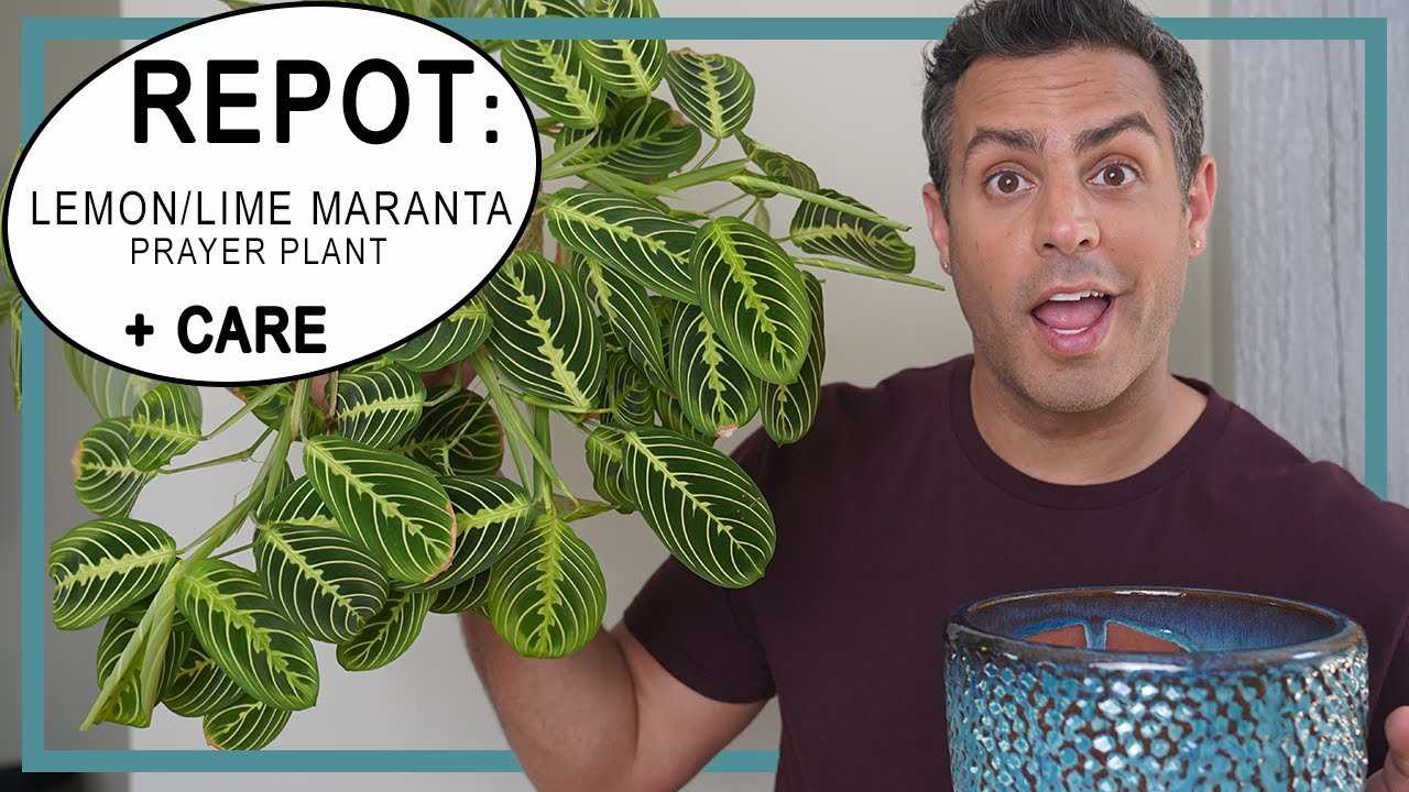 How to Repot Lemon Lime Maranta