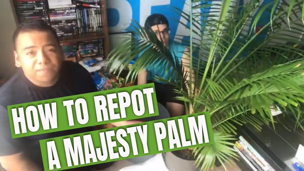 How to Repot Majesty Palm