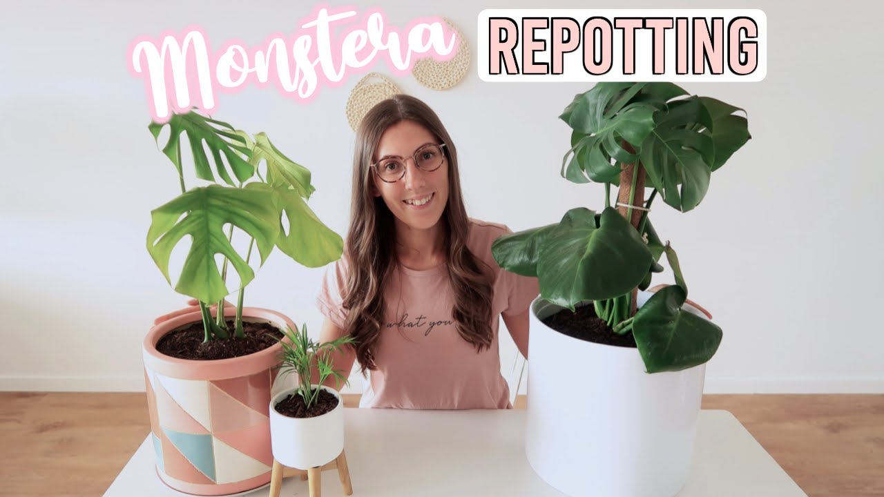 How to Repot Monstera With Moss Pole