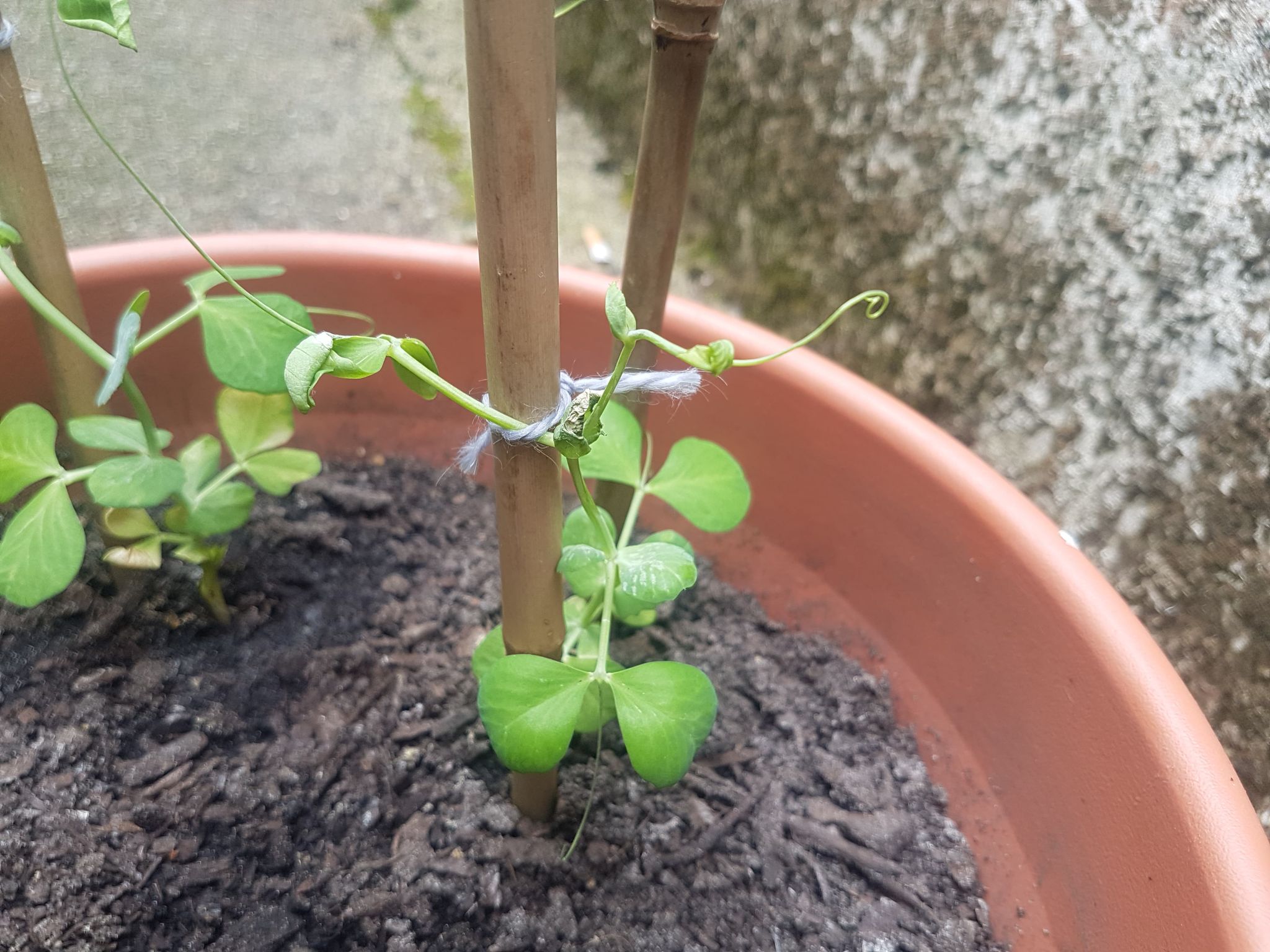 How to Repot Peas