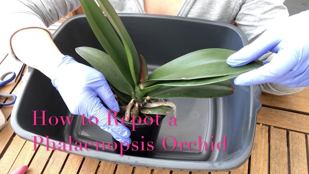 How to Repot Phalaenopsis Orchid