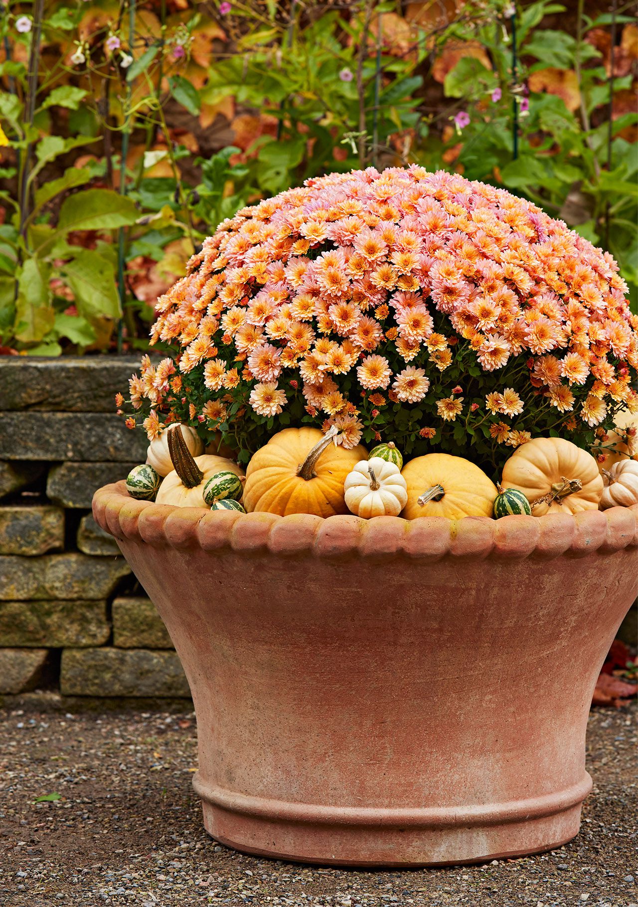 How to Repot Pumpkins in a Container