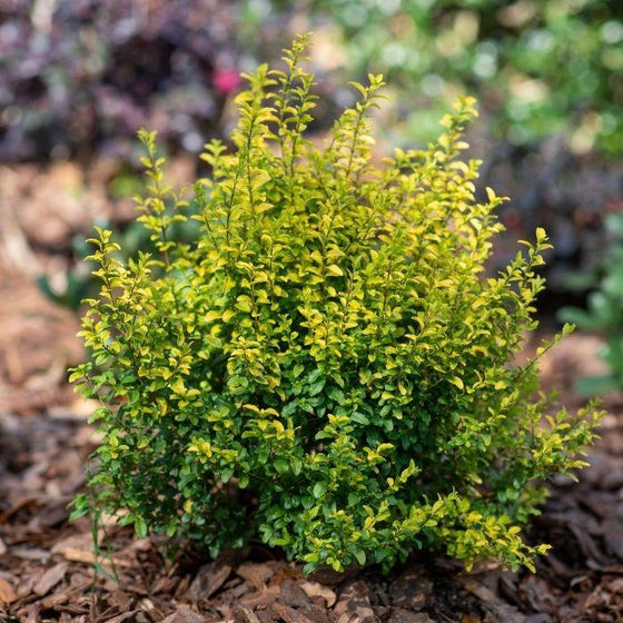 How to Repot Sunshine Ligustrum