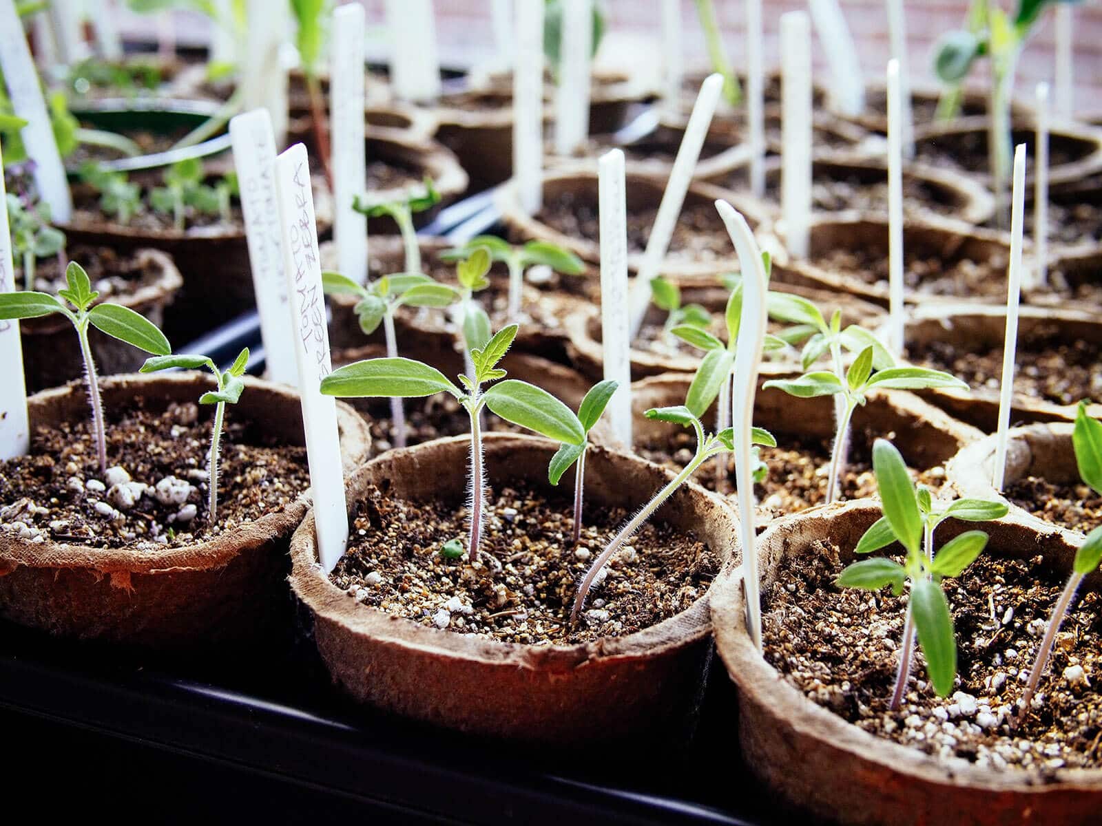 How to Repot Tomato Seedlings