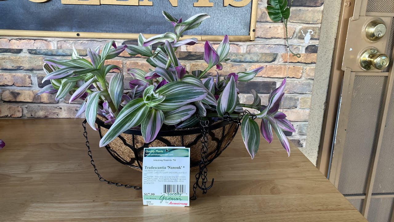 How to Repot Tradescantia Nanouk