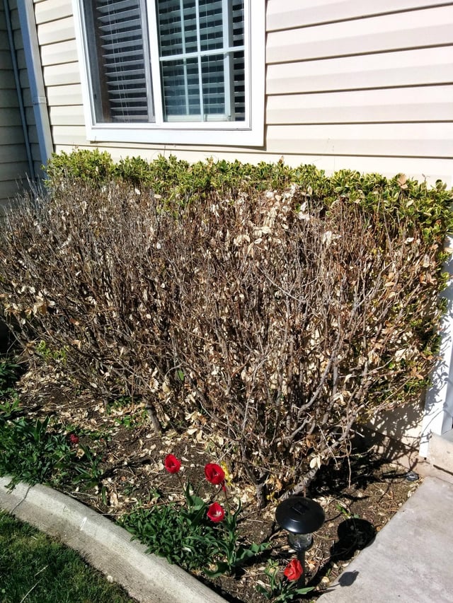 How to Revive a Dead Shrub