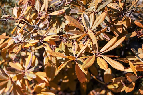 How to Revive a Dying Azalea