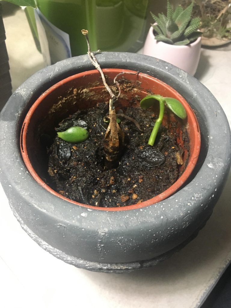 How to Revive a Money Tree Step by Step Guide (2024)