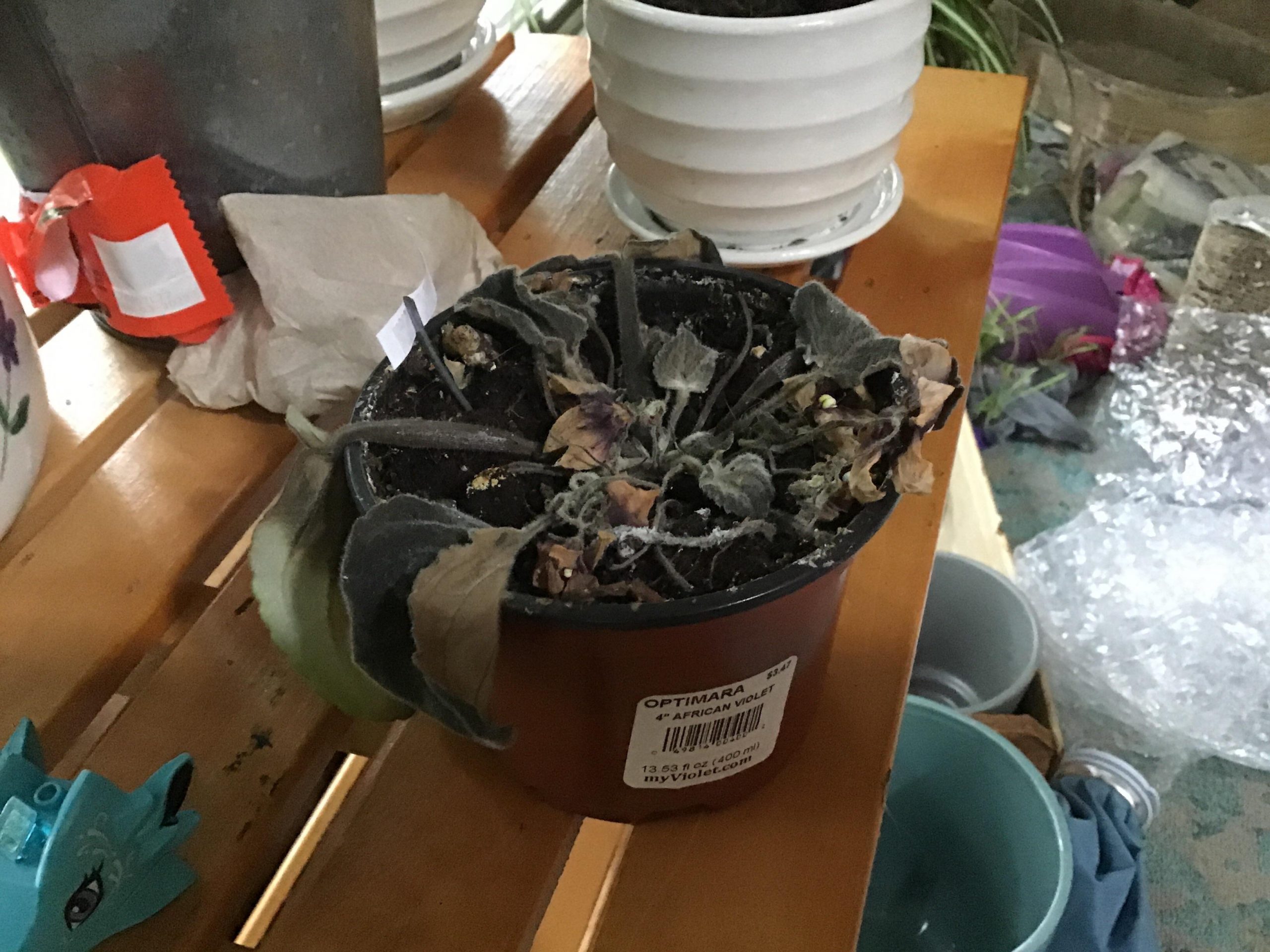 How to Revive an African Violet