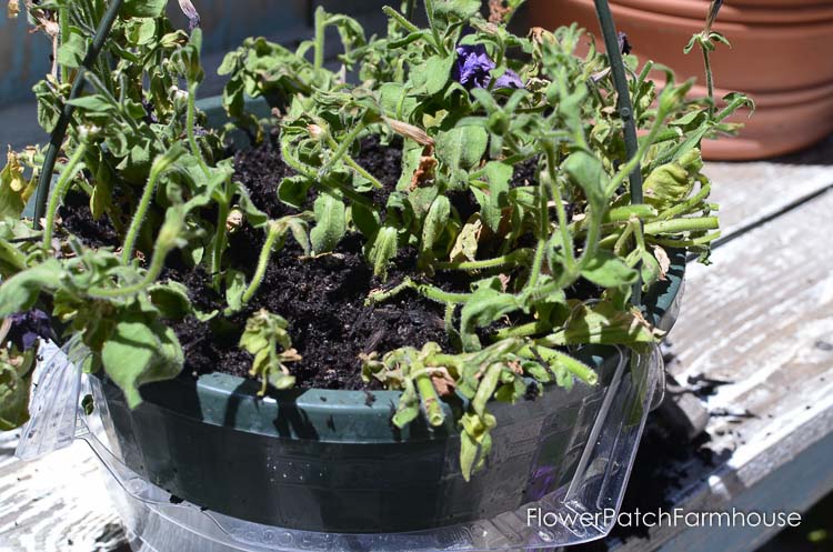 How to Revive Dying Petunias