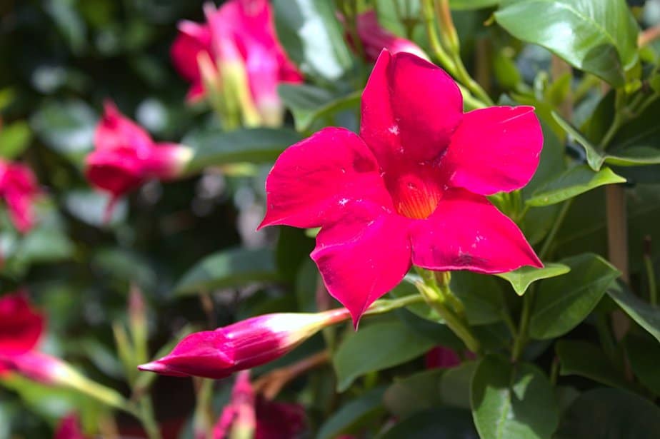 How to Revive Mandevilla