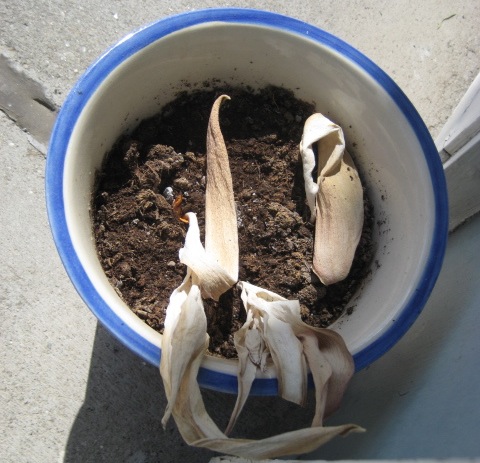 How to Revive Tulips in Soil