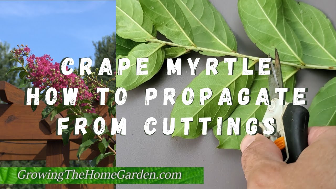 How to Root Crepe Myrtle