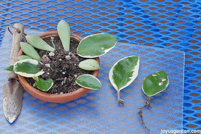 How to Root Hoya Cuttings