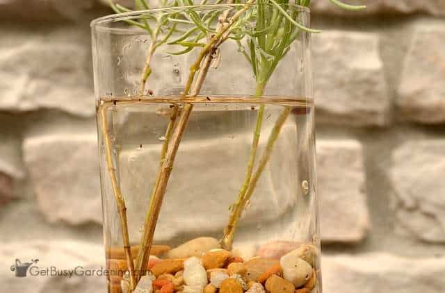 How to Root Lavender in Water