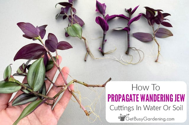 How to Root Wandering Jew in Water