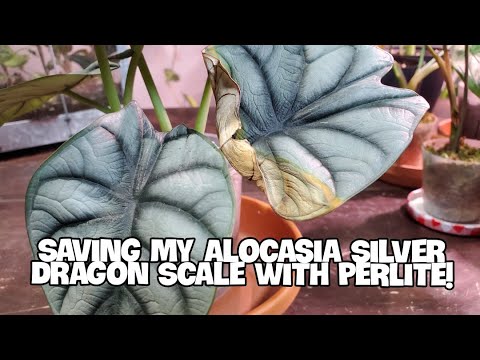 How to Save Alocasia Plant