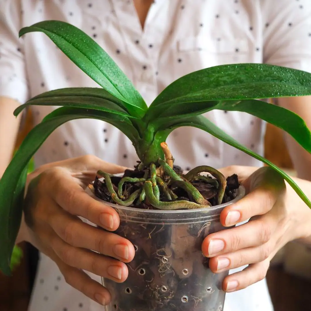 How to Save an Overwatered Orchid