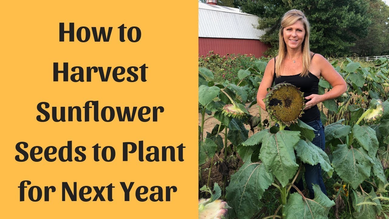 How to Save Sunflower Seeds for Replanting