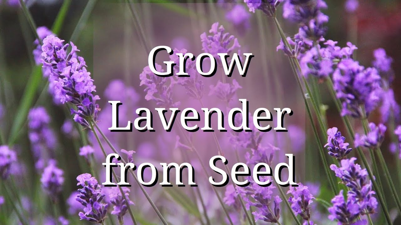 How to Seed Lavender