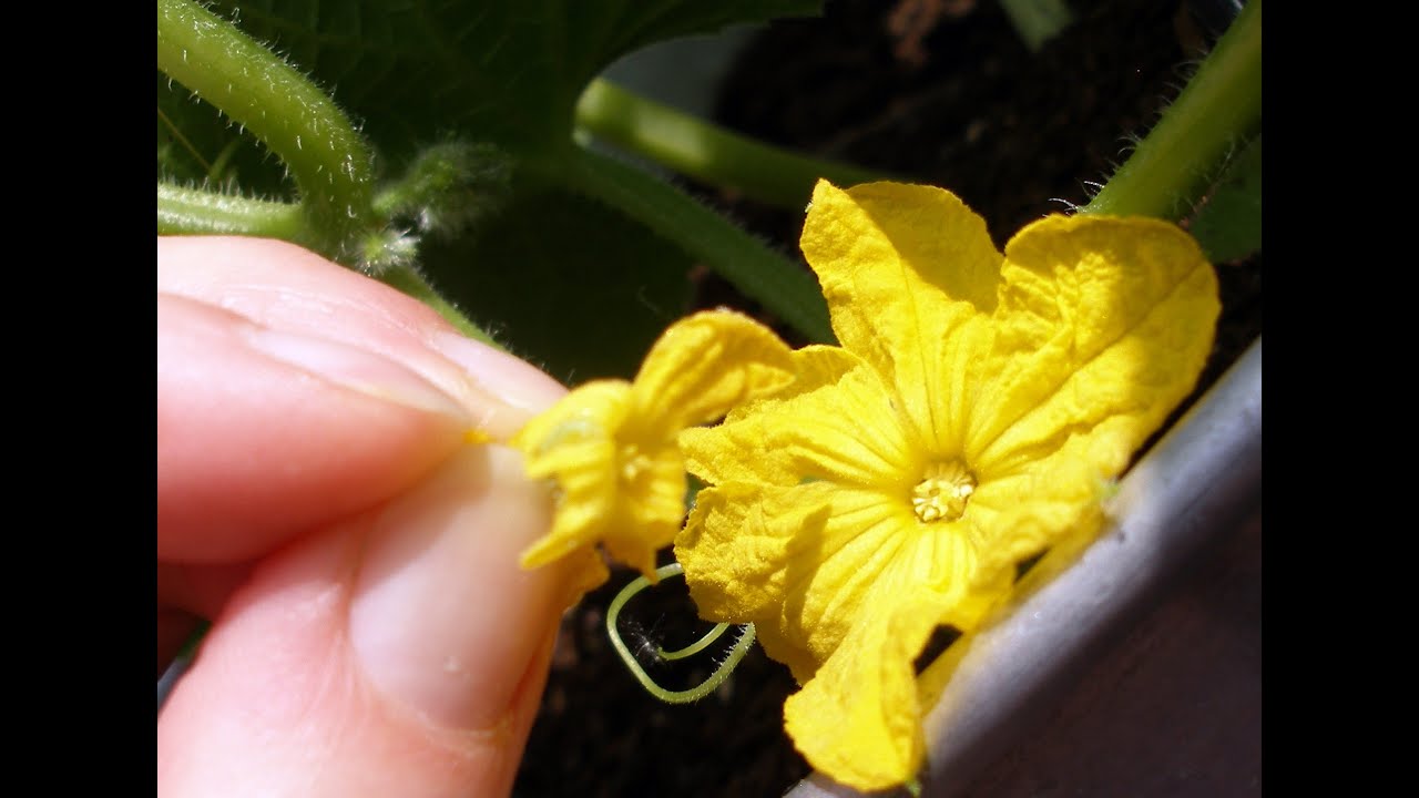 How to Self Pollinate Cucumbers