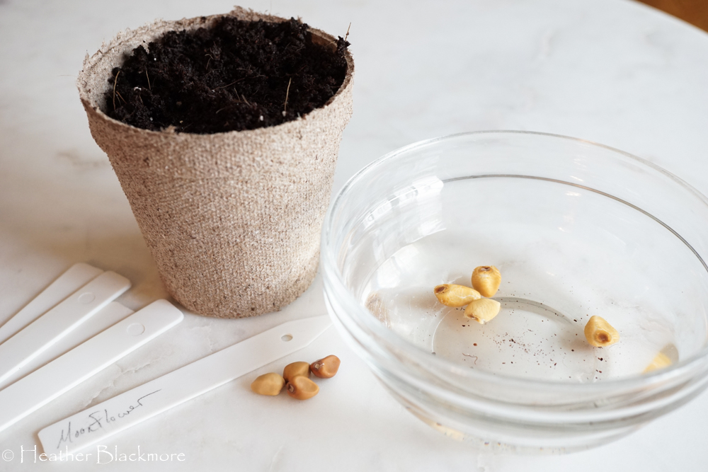 How to Soak Morning Glory Seeds