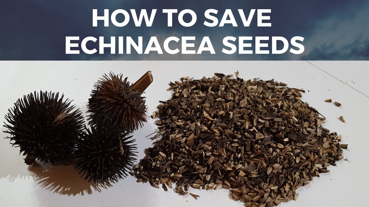 How to Sow Echinacea Seeds