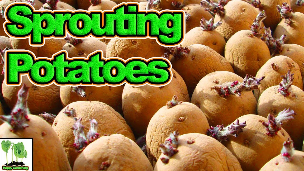 How to Speed Up Potato Sprouting