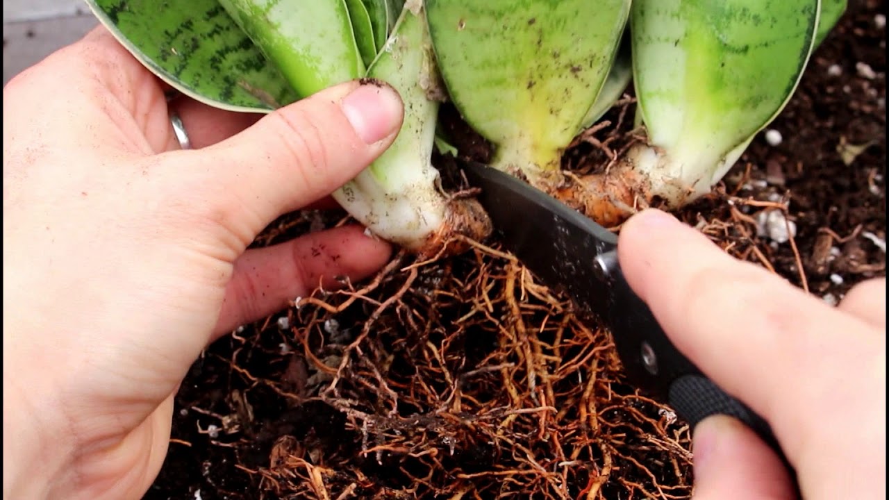 How to Split Snake Plant