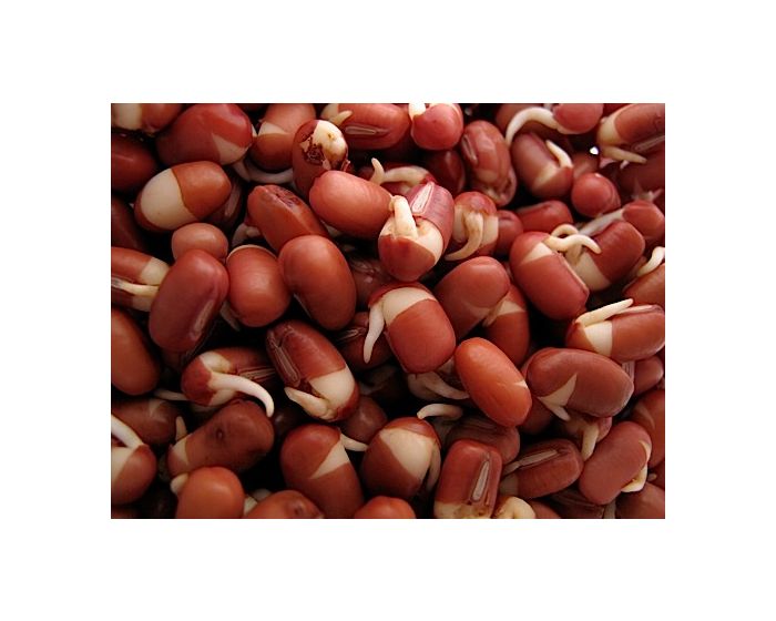 How to Sprout Adzuki Beans