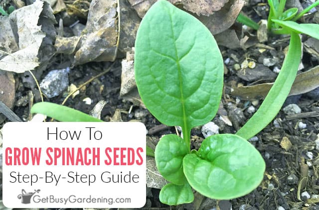 How to Sprout Spinach Seeds