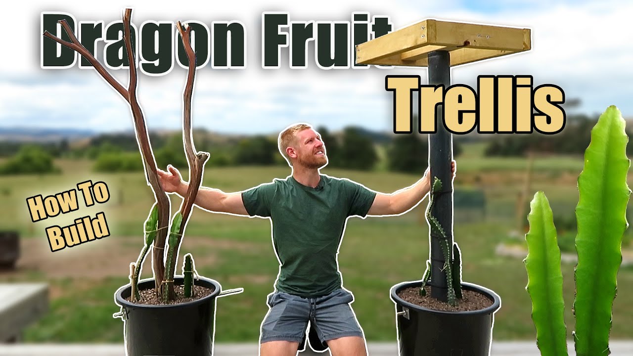 How to Stake a Dragon Fruit Plant