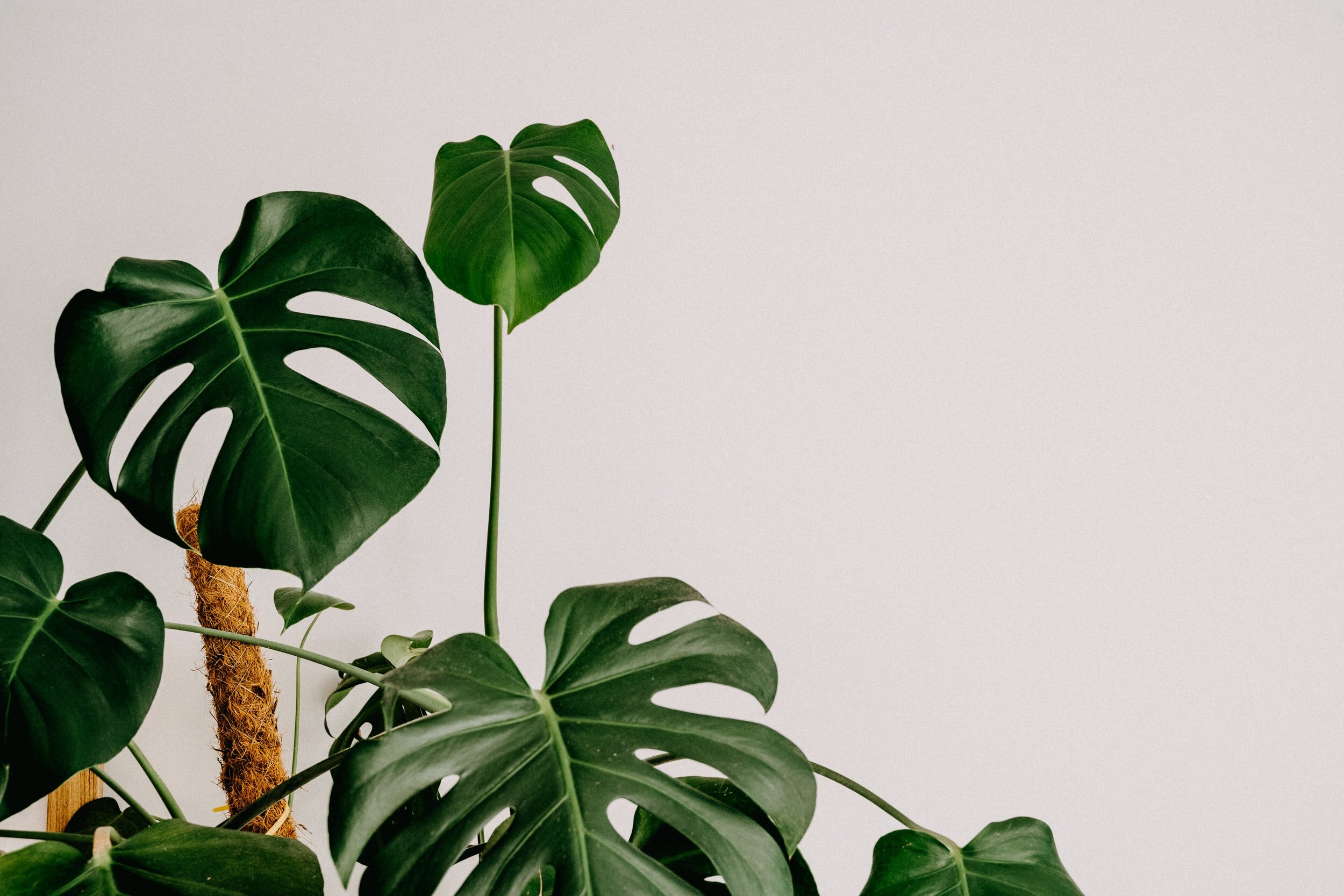 How to Stake a Monstera Plant