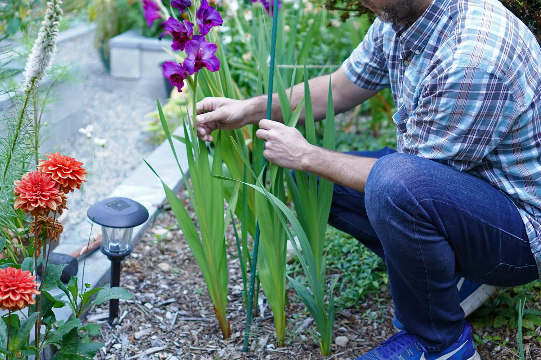 How to Stake Gladiolus